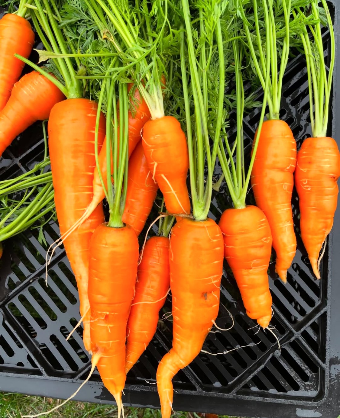 Fresh Carrots from Hillcrest Farms.jpg